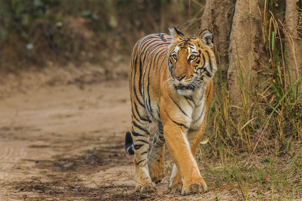 NAINITAL & CORBETT TOUR PACKAGE